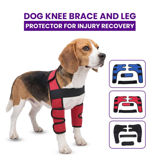 Dog wearing a red knee brace and leg protector with text about injury recovery on a white background.